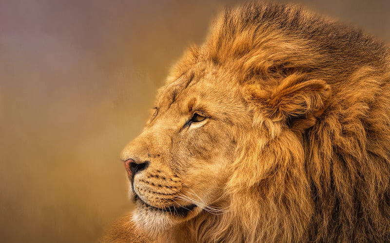 lion, Africa, predator, wildlife, close-up, wild cat, dangerous African animals, HD wallpaper