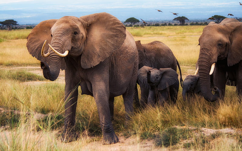 elephants, big family, wildlife, african elephants, wild animals, Africa, HD wallpaper