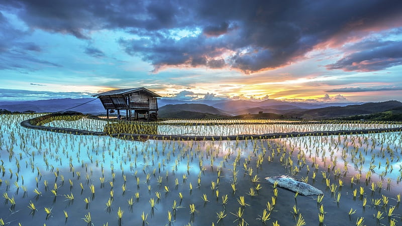 freshly seeded rice fields at sunset r, rice, hut, flooded, fields, r, sunset, HD wallpaper