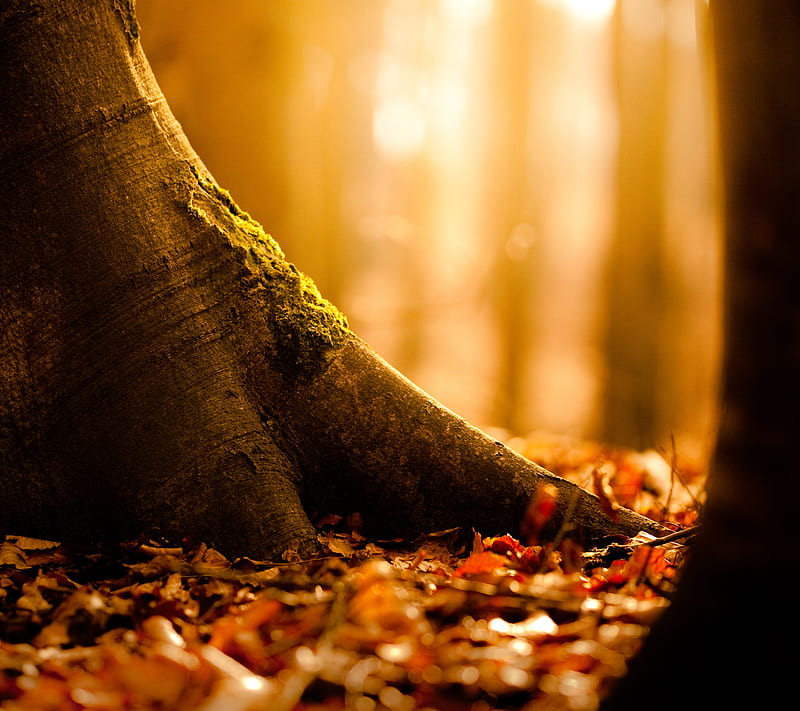 Autumn Tree, fall, forest, nature, orange, roots, seasonal, HD wallpaper