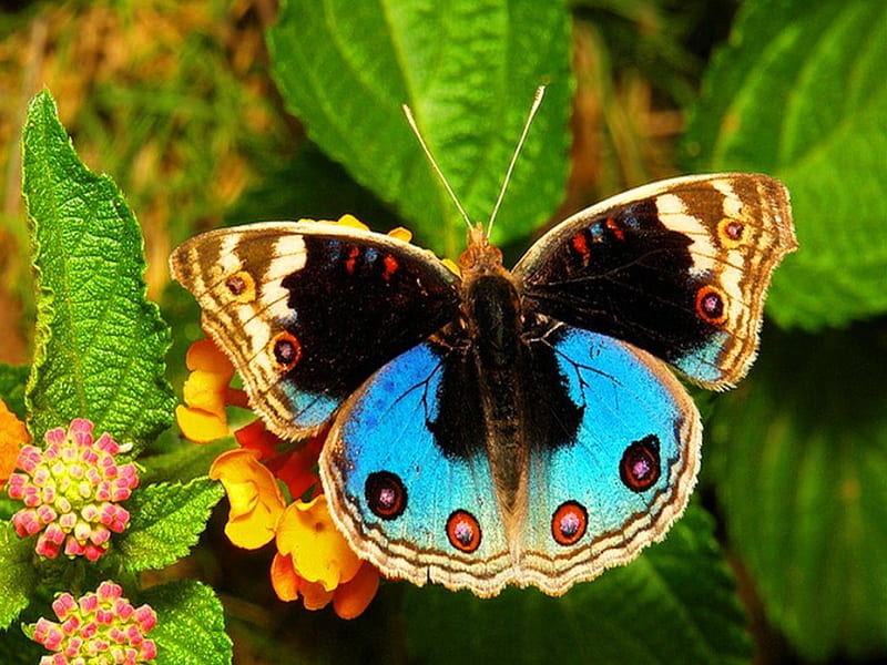 Blue pansy butterfly, leaves, butterfly, black, blue, HD wallpaper