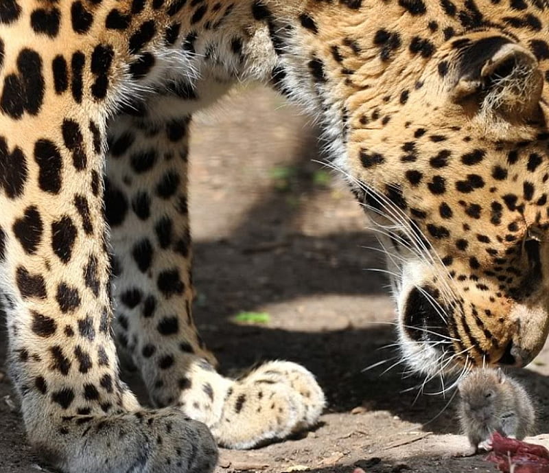 Leopard sniffing mouse, leopard, sniffing, rodent, mouse, HD wallpaper