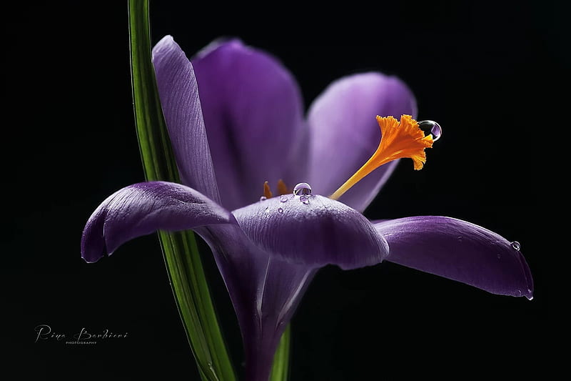 Nectar by Rina Barbieri, crocus, purple, water drop, black, flower, spring, rina barbieir, nectar, orange, HD wallpaper
