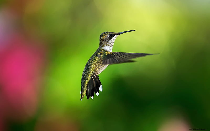 hummingbird bird-Natural animal, HD wallpaper