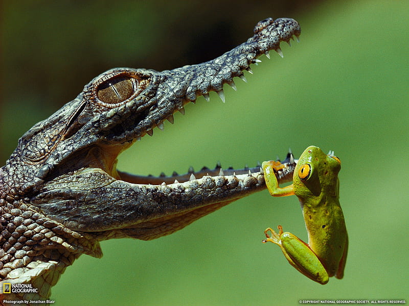 Frog and Crocodile South Africa-National Geographic magazine, HD wallpaper