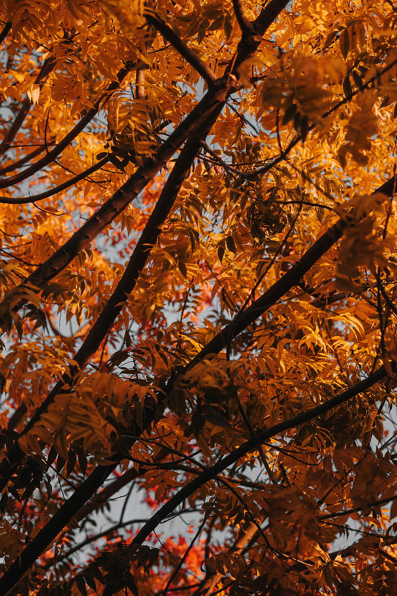tree, branches, leaves, autumn, HD phone wallpaper