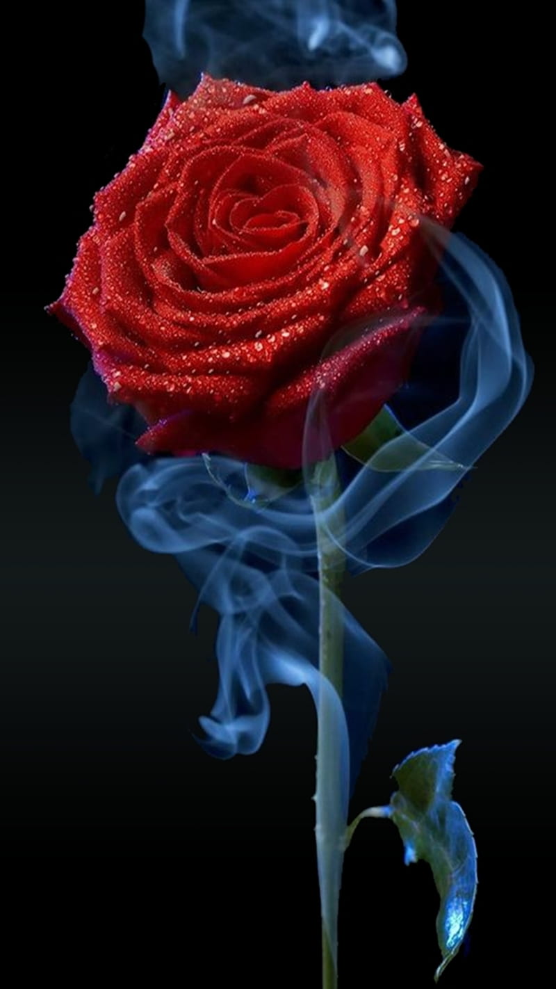 abstract red rose, art, cool, desenho, flower, new, petals, smoke, HD phone wallpaper
