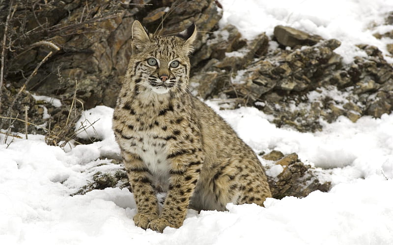 winter snow bobcat-Nature wild animals Featured, HD wallpaper