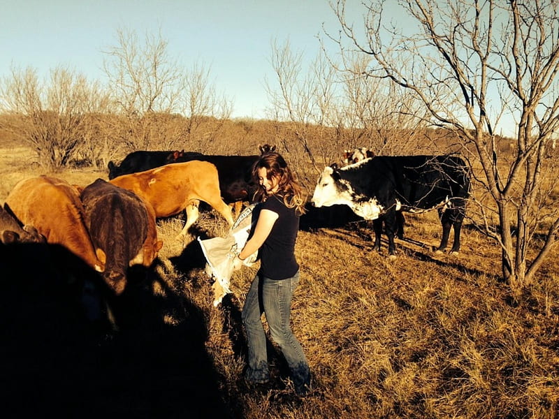 Feeding The Heard, female, models, boots, ranch, feed, fun, women, cattle, cowgirls, heard, girls, western, cows, style, HD wallpaper