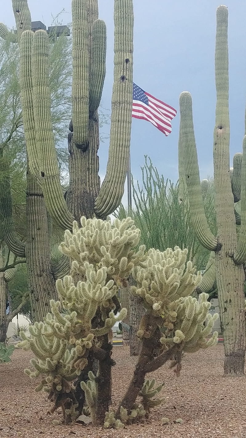 Cactus, arizona, blue, flag, green, landscape, landscapes, life, HD phone wallpaper