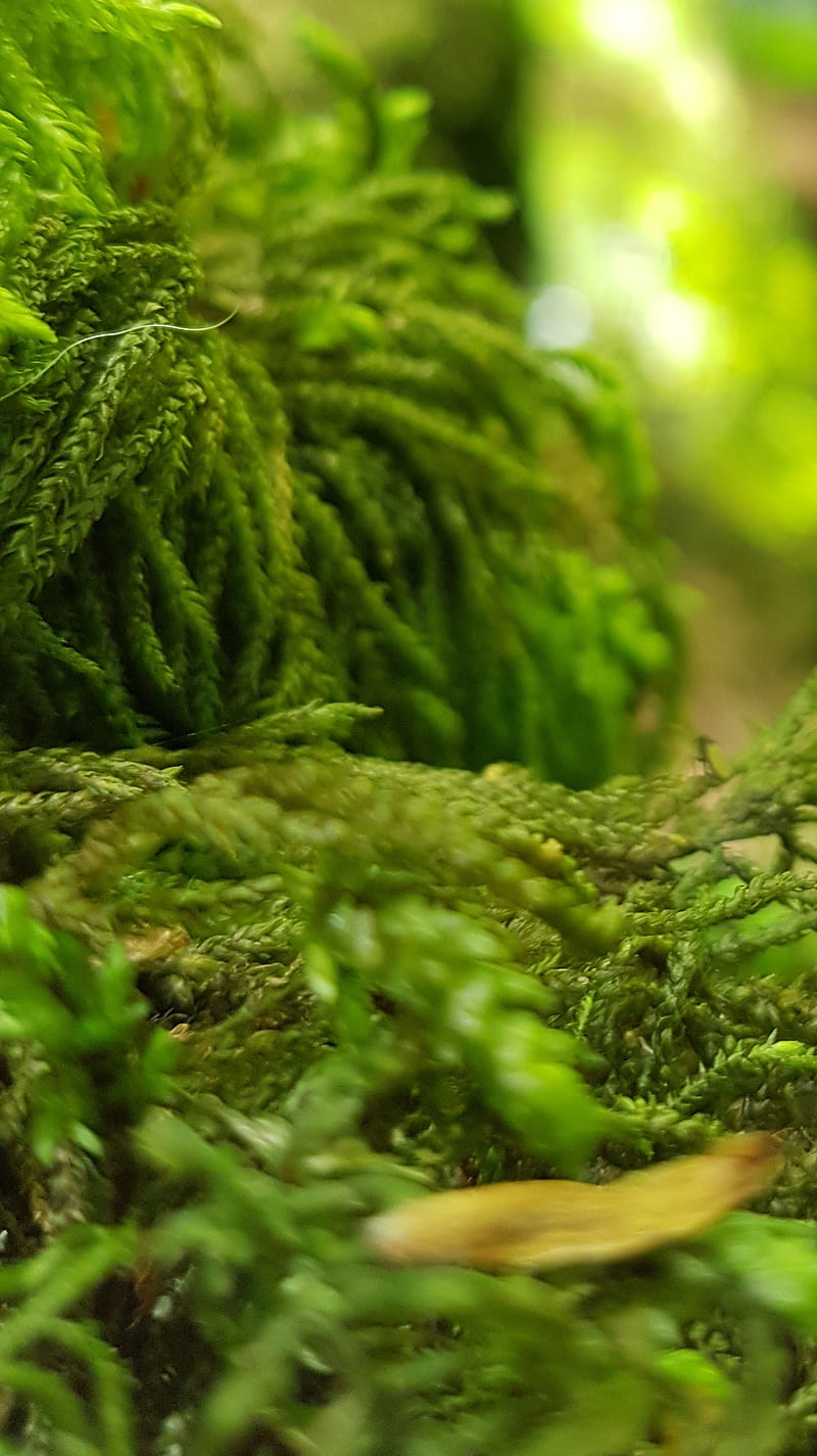 Nature 3, green, moss, mousse, HD phone wallpaper