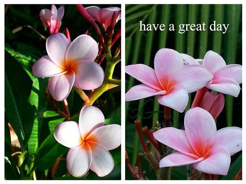 home grown plumeria, plumeria, garden, tropical flowers, hawaii, HD wallpaper