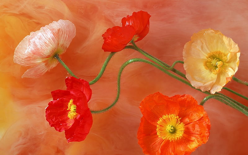 Poppies paint, red, poppy, art, paint, sping, orange, poppies, yellow, painting, blossoms, flowers, HD wallpaper