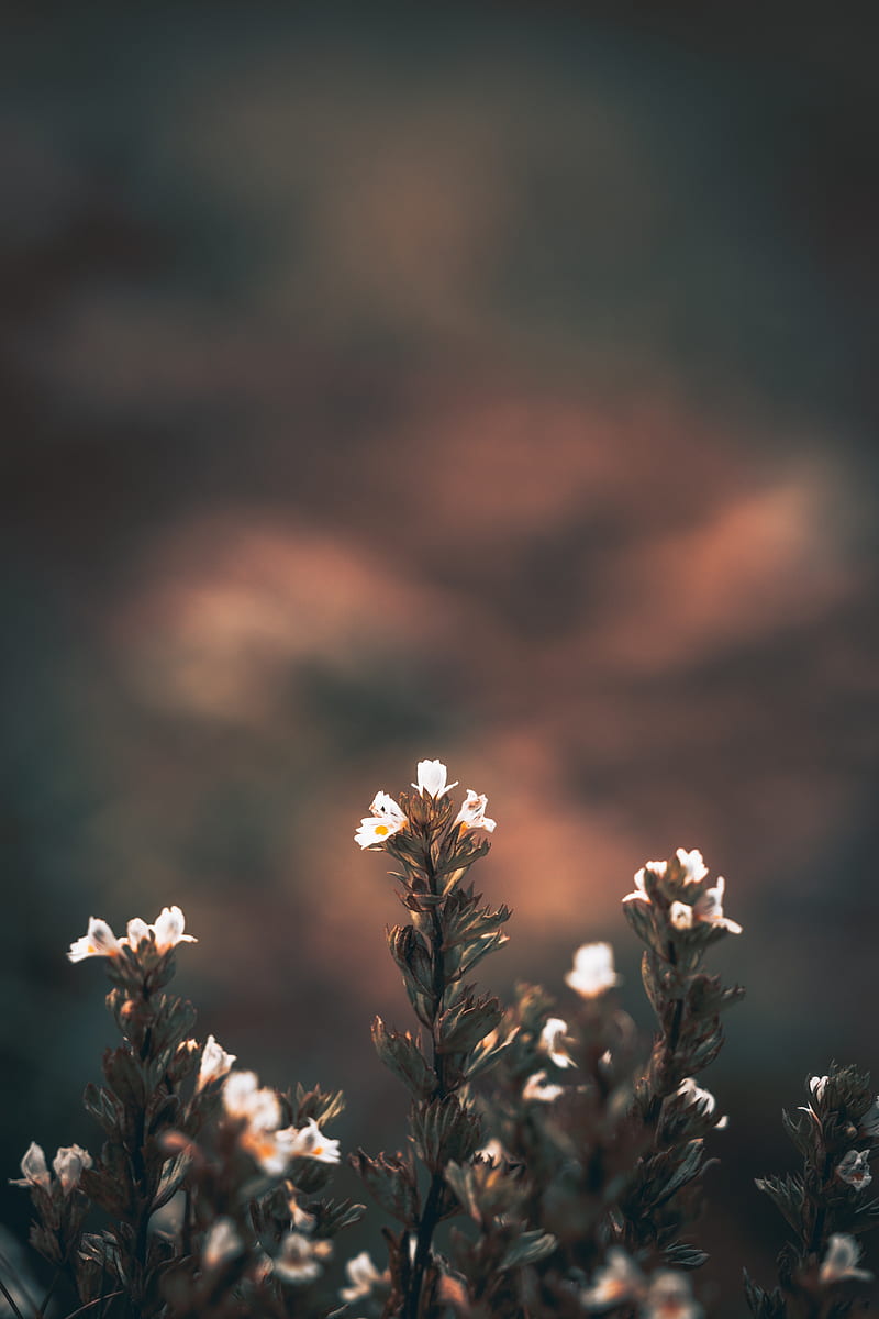 White flowers, blurry, Flowers, HD phone wallpaper | Peakpx