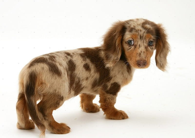 Cute puppy dachshund, pet, wiener, doxi, dachshund, puppy, dog, HD wallpaper
