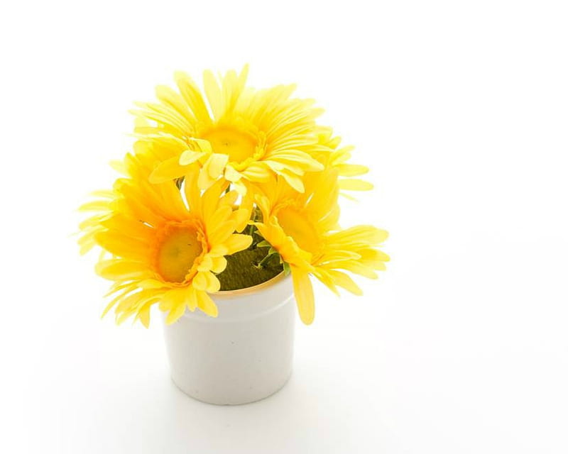 Yellow Flowers, yellow, flowers, container, plants, HD wallpaper