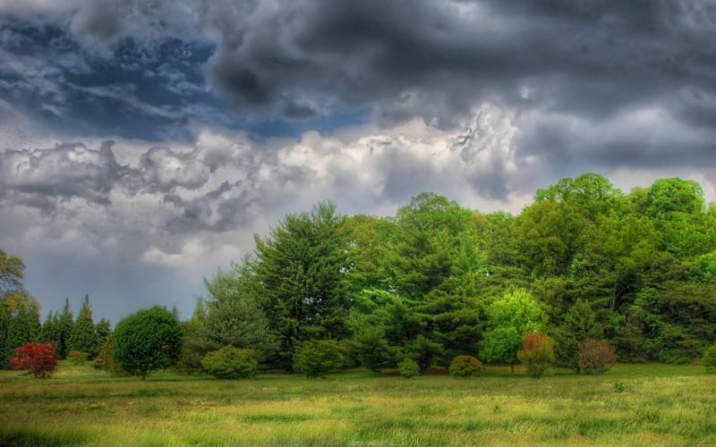 Gloomy Forest, forest, grass, trees, sky, clouds, dark, gloomy, nature, field, HD wallpaper