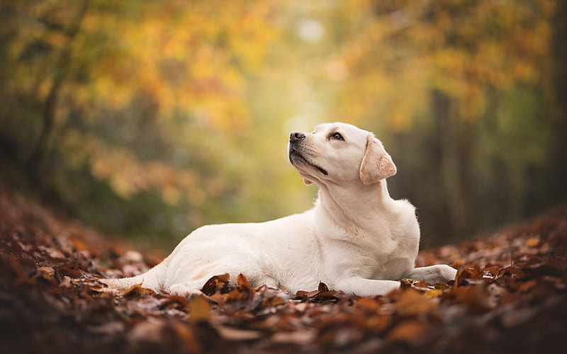 large beige dog, labrador retriever, autumn, fallen dry leaves, cute animals, dogs, HD wallpaper