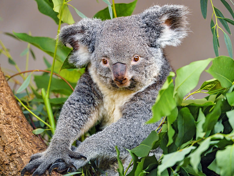 koala, animal, gray, wildlife, HD wallpaper