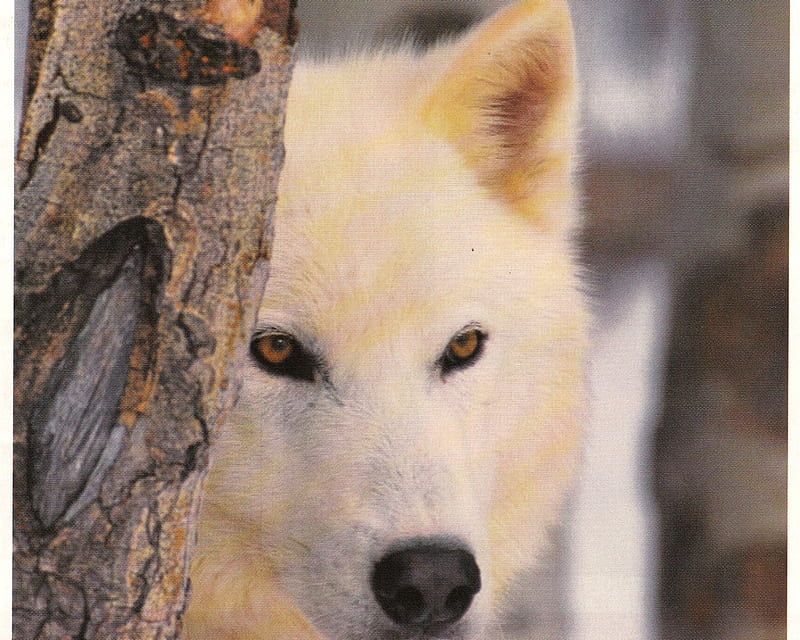 He's Always Watching...., Eyes, Alert, Forest, White, Waterfall, Peering, Wolf, HD wallpaper