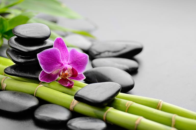 Spa orchids, stones, concept, relax, orchid, flower, spa, bonito, bamboo, HD wallpaper