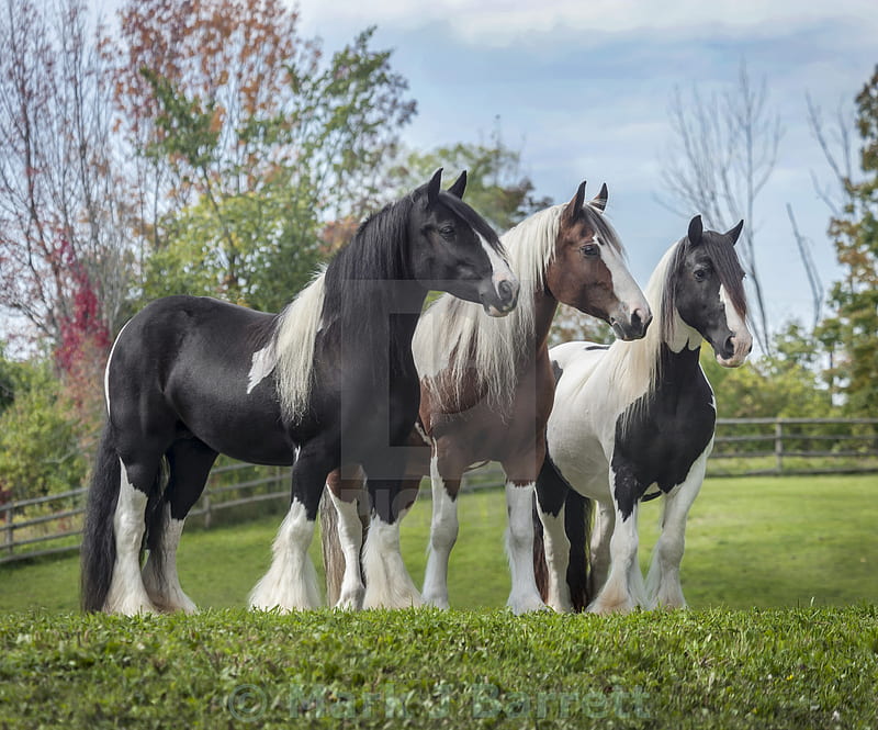 19 Three Gypsy Vanner Horses License, Or Print For £31.00., HD wallpaper