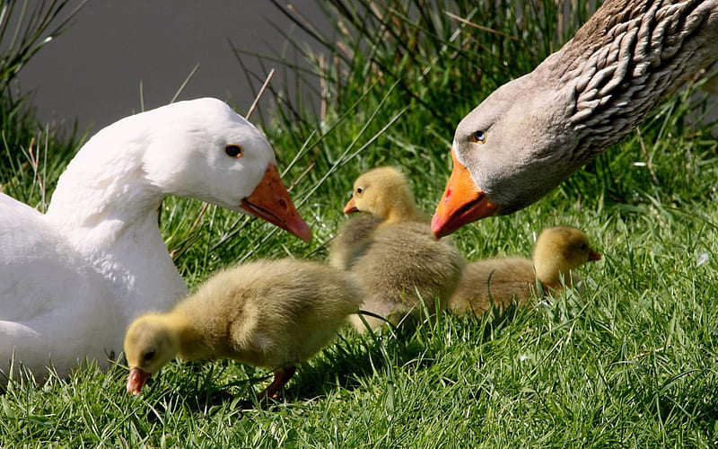 family, bird, green, ducks, yellow, white, small, HD wallpaper