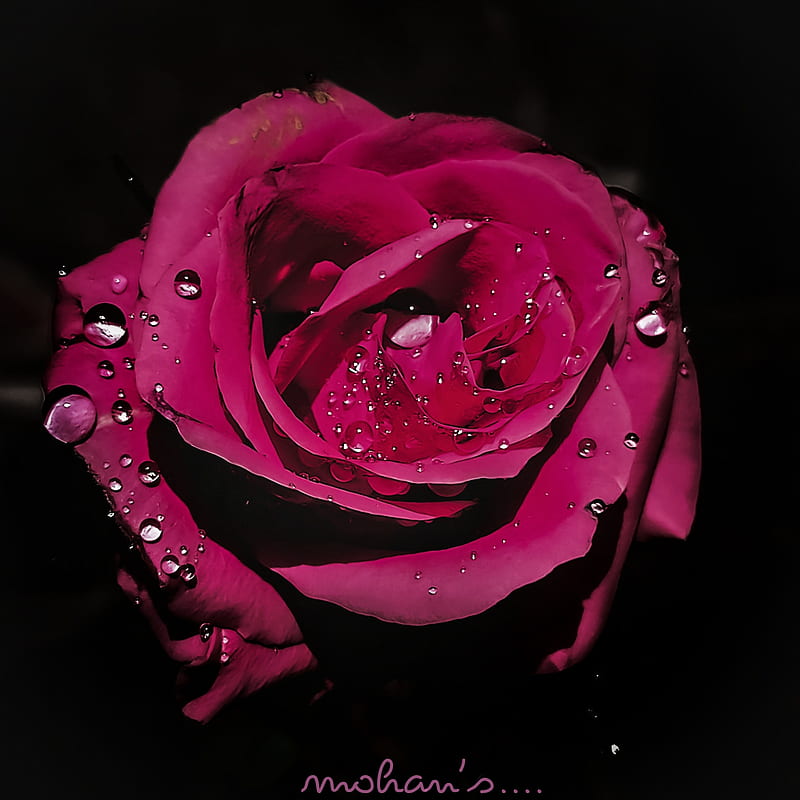 Rose, birtay, black, drops, flowers, red, roses, single, water, HD phone wallpaper