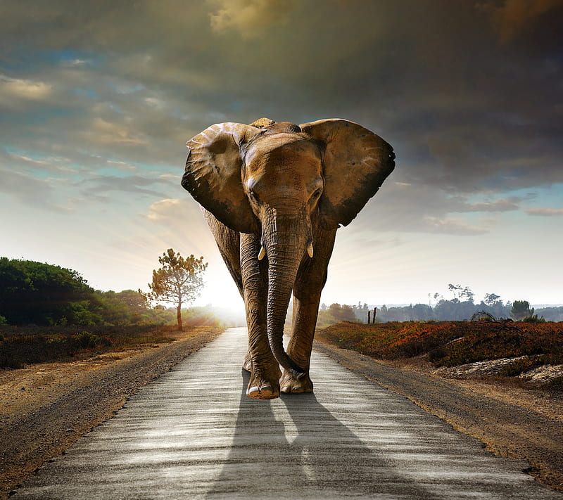 walking, dream, elephant, road, sunset, HD wallpaper