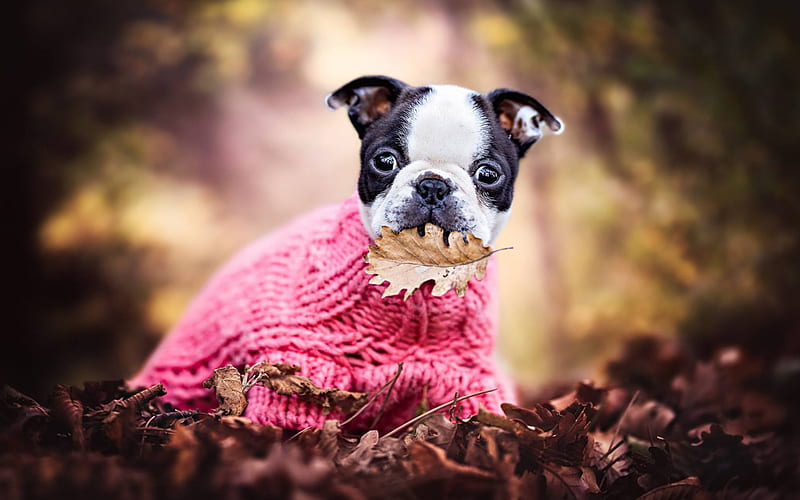 little cute puppy, french bulldog, cute little dogs, pets, dogs, autumn, forest, dog clothes, HD wallpaper