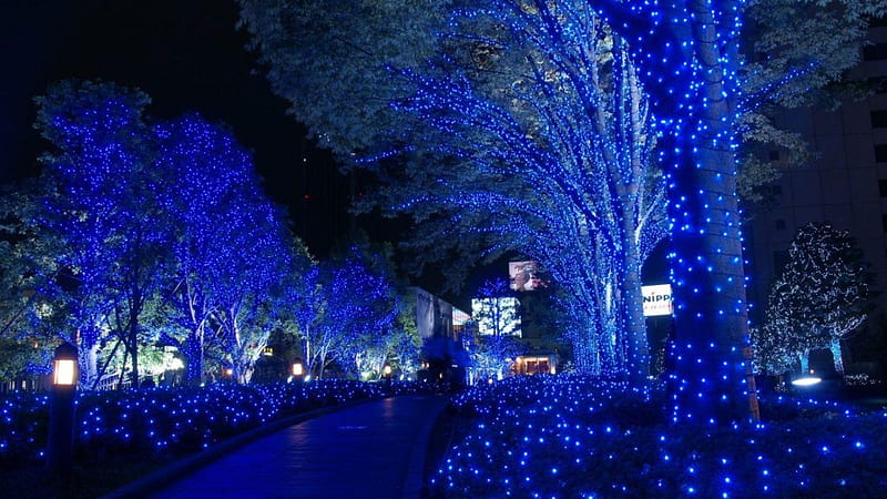 Cool Blue Lights Decorated Trees Park During Nighttime Nature, HD wallpaper