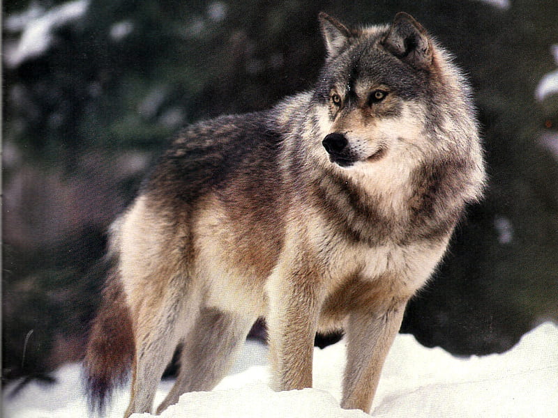 Gray Wolf F1C, lobo greg ledermann, canine, animal, winter, graphy, snow, wildlife, ledermann, wolf, HD wallpaper