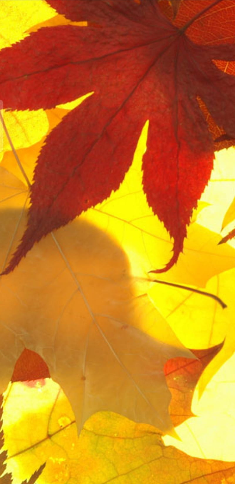 Symbian leaves, summer, red, yellow, HD phone wallpaper