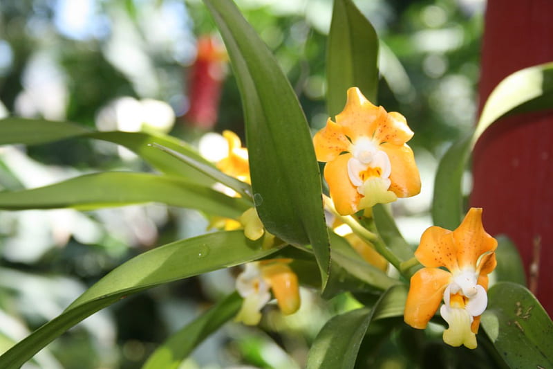 Spring May Flowers 42, orchids, graphy, green, orange, yellow, garden, Flowers, white, HD wallpaper