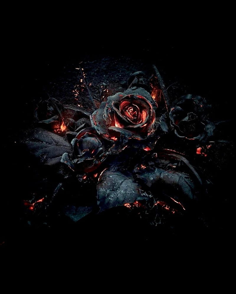 Black roses, dark, fire, HD phone wallpaper