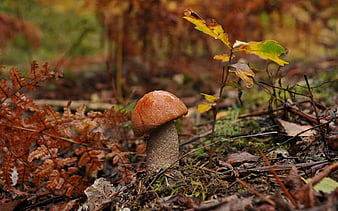 HD bolete wallpapers | Peakpx