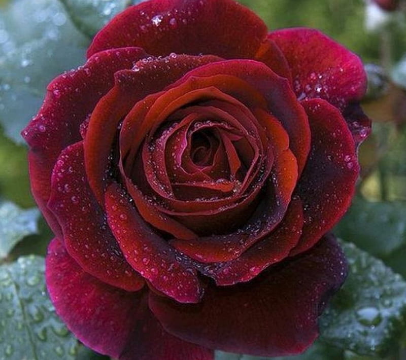 Beautiful Maroon Rose Flower  U Maroon Roses HD phone wallpaper  Pxfuel