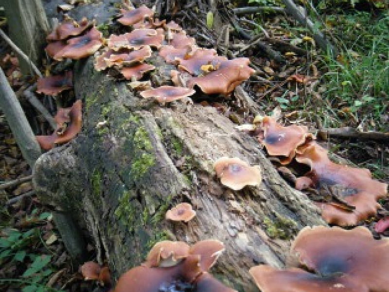 A log going across a river in Pennsylvania, mushrooms, beef steak mushroom, growing on log, HD wallpaper