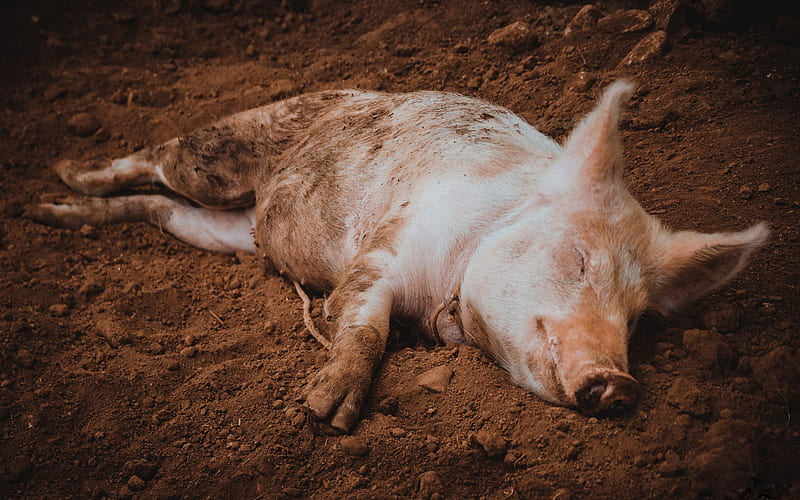 big pig, funny animals, farm, pigs, tired pig, HD wallpaper