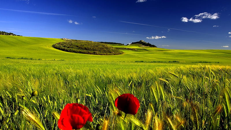 Red Piones in the Field., red, flowers, green, field, HD wallpaper