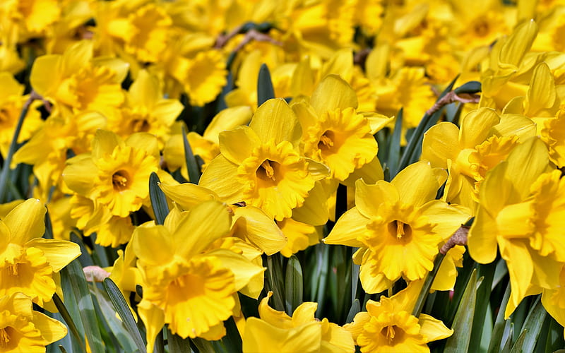 daffodils, yellow wildflowers, field with daffodils, spring flowers, background with daffodils, HD wallpaper