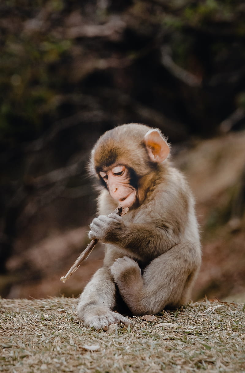 Baby Monkey, monkeys, playing, animals, fun, funny, HD phone wallpaper