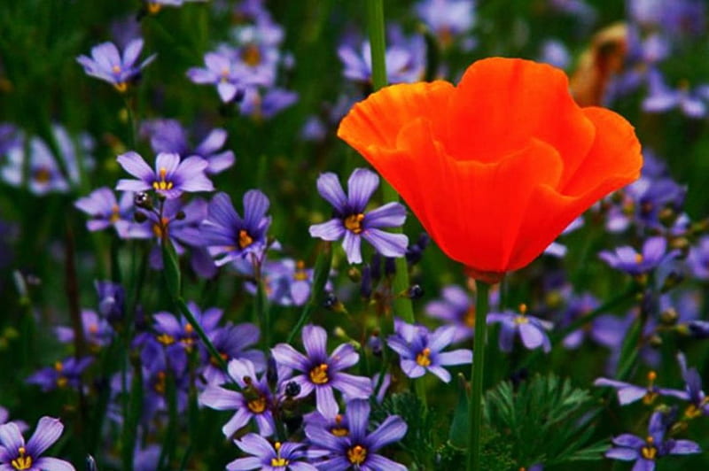 Poppy, orange, summer, flowers, blossoms, garden, petals, blue, HD wallpaper
