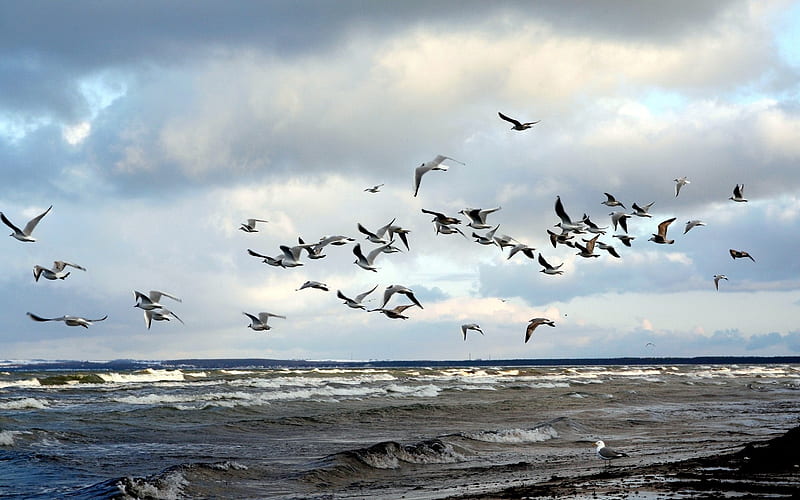 Gulls and Sea, birds, clouds, sea, gulls, flight, HD wallpaper
