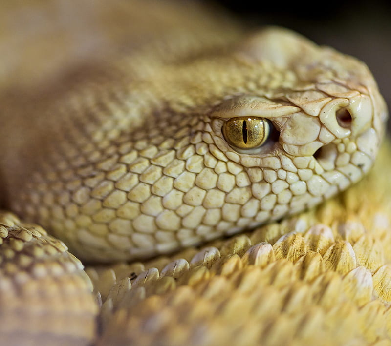 Snakes 3, animals, pets, reptiles, scary, slimy, HD wallpaper