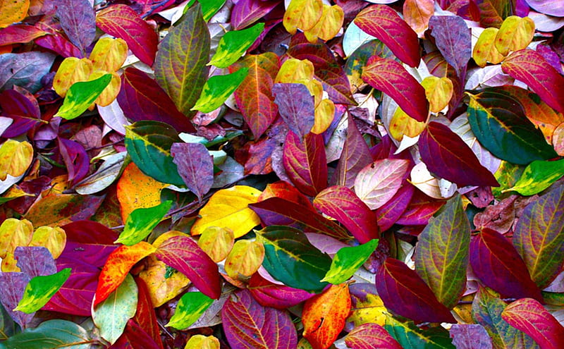 Autumn Colors, colors, autumn, leaves, leaf, HD wallpaper