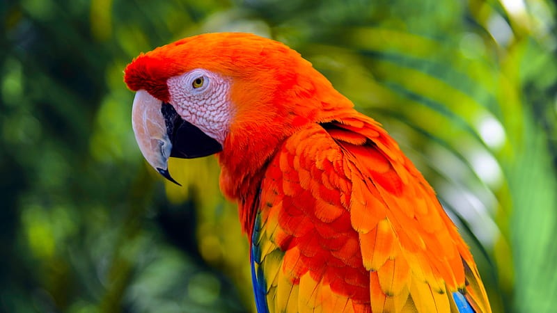 Blue orange yellow with sharp nose parrot in green blur background ...