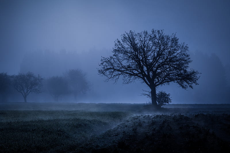 Field Fog Trees Blue Weather Cold , fog, trees, cold, weather, nature, field, HD wallpaper