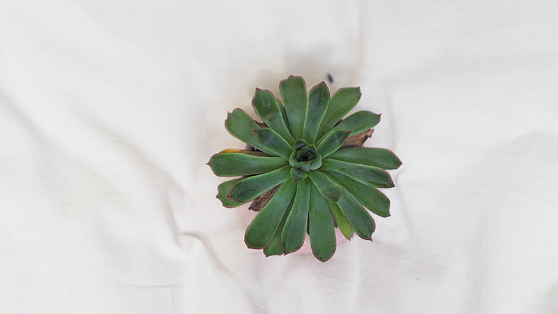 green succulent plant on white textile, HD wallpaper