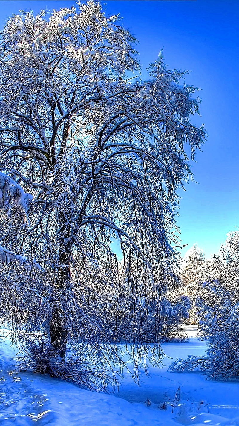 Winter Effect, ice, tree, winter, HD mobile wallpaper | Peakpx